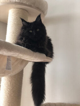 Mainská mývalí s PP - 1