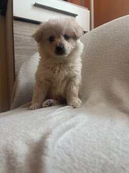 Zlatý retrívr x Labrador