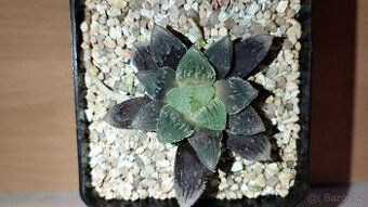 Haworthia cv. Hakuteijoh ( sukulent )