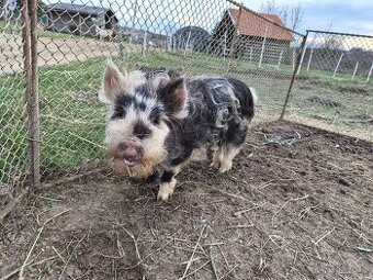 Kune kune