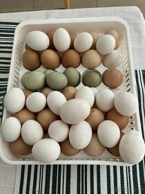 Domácí vejce z vlastního chovu