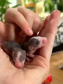 dumbo potkan mláďata daruji (matka: dumbo, otec: husky)