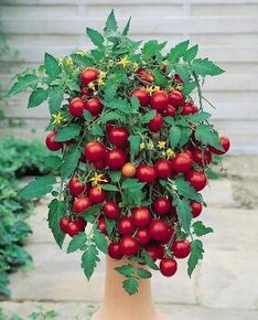 sazenice rajče truhlíkové Tumbling Tom Red