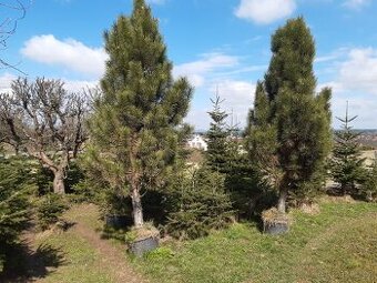 Borovice černá sloupovitá