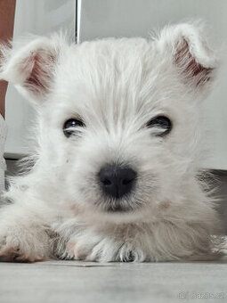 prodej - West highland white terier
