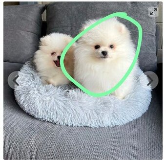 Prodám mini pomeranian bílý