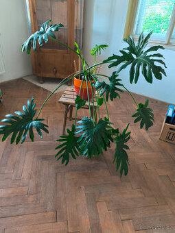 Monstera, Hoya, Zelenec