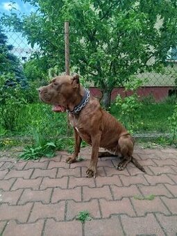 Americký Bandog