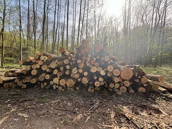 Prodám palivové dřevo - tvrdé, listnaté
