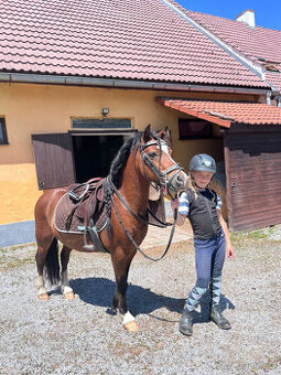 Prodáme valáška welsh mountain pony sekce A