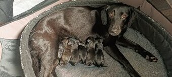 Jezevčík x Labrador