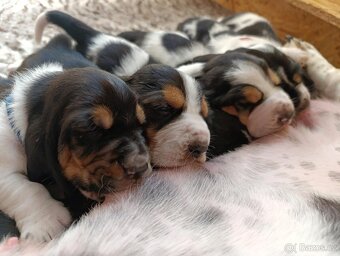 Basset hound