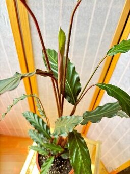 Kalatea, Calathea sametová