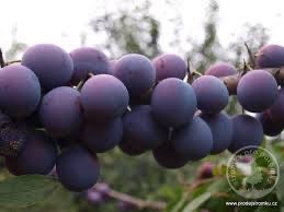 Durancie-švestky samosběr