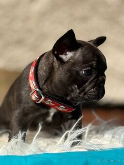 Francouzský buldoček