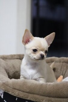 Čivava krátkosrstá pejsek s PP