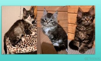 mainská mývalí koťátka - 1