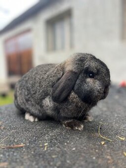 Zakrslý beránek čistokrevný