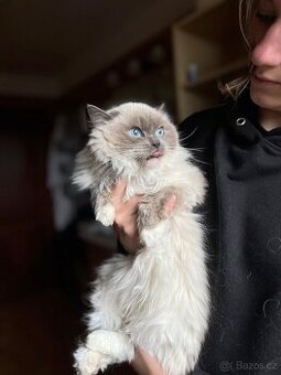 Prodám dvě dospělé kočky plemene Ragdoll- TOP