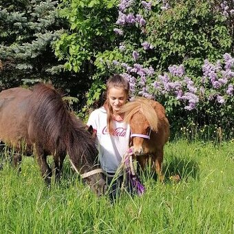 Poloviční pronájem pony kobylek - 1