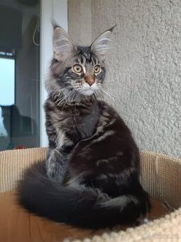 Mainská mývalí - kočička s PP