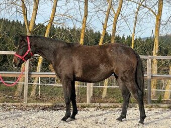 Mladá kobylka po Cornet de Lux