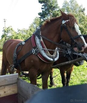 Chladnokrevný ryzák, valach