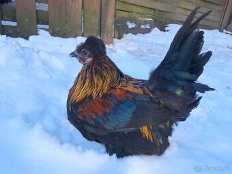 Kohout křížence hedvábničky