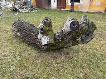 Masivní kmen ořechu