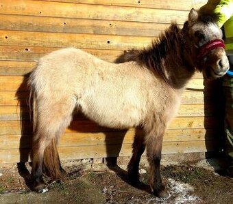Hřebeček pony
