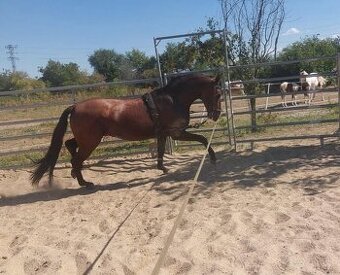 HŘEBEC - Pura Raza Española