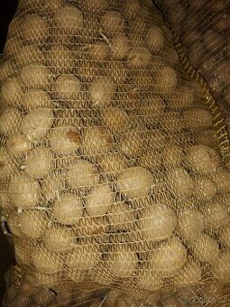 Sadbové brambory Anuschka