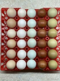 slepičí vejce