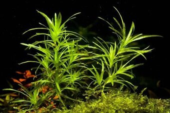 Akvarijni rostlinky - Najas Guadalupensis