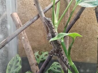 Anolis Lucius - 1
