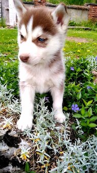 Sibírsky husky