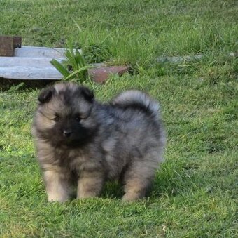 Německý špic vlčí / Keeshond