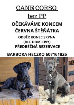 Cane Corso štěňata