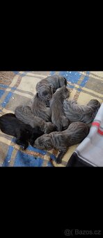 Cane Corso štěňata