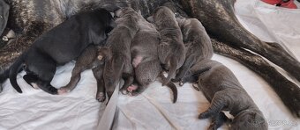 Cane Corso štěňata