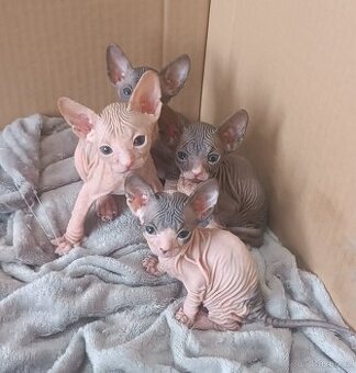 Donský sphynx - krásná koťátka