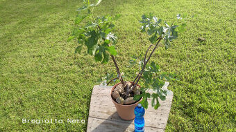Fíkovník - Ficus carica "BROGIOTTO NERO"