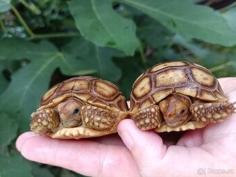 Želva ostruhatá, Geochelone Sulcata mláďata