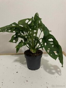 Monstera Monkey Leaf