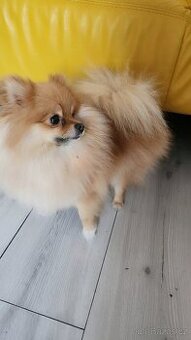 Nabízím krásnou fenečku pomeranian