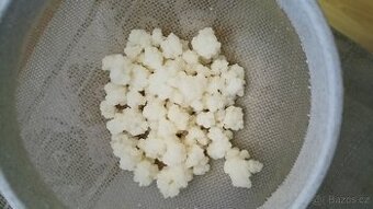 Tibetská houba a kombucha