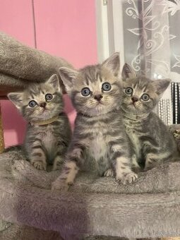 Britská Whiskas koťátka