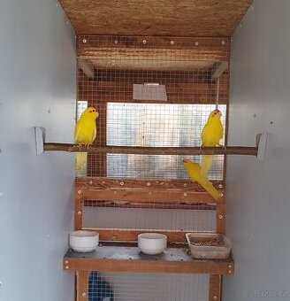 Kakariki rudočelý žlutý