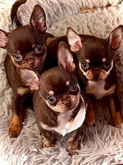 Čivava krátkosrstá štěňátka