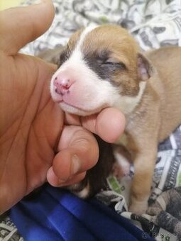 Americký stafordšírský teriér